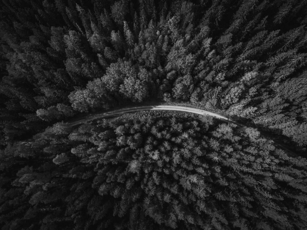 a road through a forest